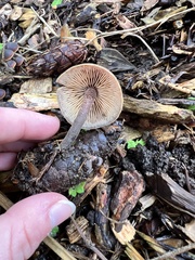 Macrocystidia