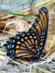 Limenitis arthemis arizonensis