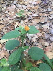 Sida cordifolia