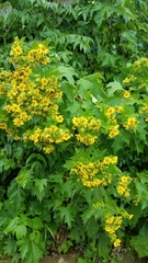 Smallanthus maculatus