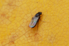 Sphaeroceridae