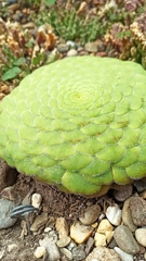 Aeonium tabuliforme