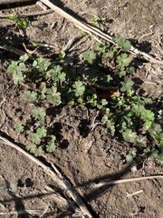 Geranium molle