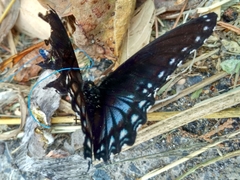 Limenitis arthemis arizonensis