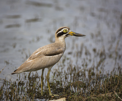 Esacus recurvirostris