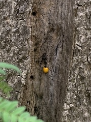Harmonia axyridis