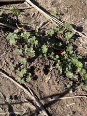 Geranium molle