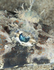 Cymbacephalus beauforti