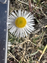 Erigeron concinnus