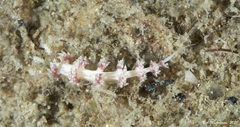 Aeolidioidea