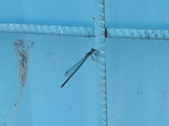 Ischnura fluviatilis