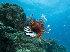 Pterois volitans