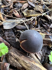 Macrocystidia