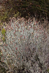 Syncarpha gnaphaloides