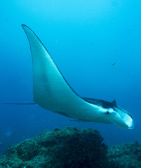 Mobula alfredi