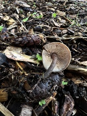 Macrocystidia