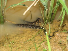 Erythrolamprus taeniogaster