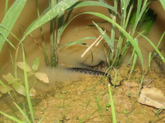 Erythrolamprus taeniogaster