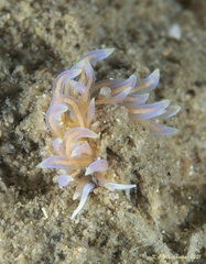 Phyllodesmium poindimiei