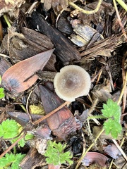 Pholiotina rugosa