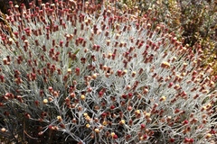 Syncarpha gnaphaloides