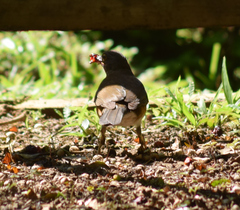 Turdus albicollis