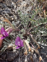 Astragalus newberryi