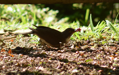 Turdus albicollis