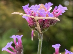 Emmelina monodactyla