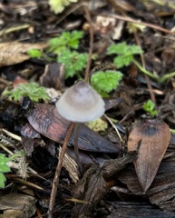 Pholiotina rugosa