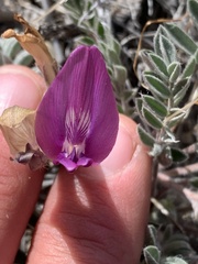 Astragalus newberryi