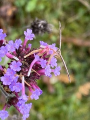 Emmelina monodactyla