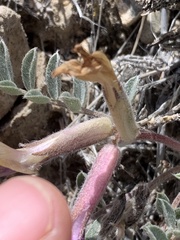Astragalus newberryi