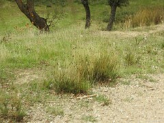 Santolina rosmarinifolia