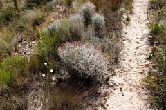 Syncarpha gnaphaloides