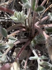 Astragalus newberryi