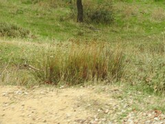 Santolina rosmarinifolia