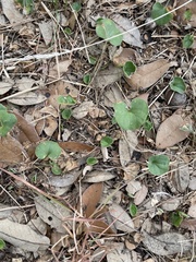Dichondra carolinensis