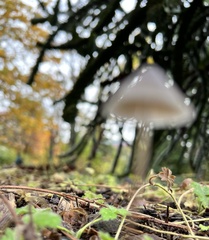 Pholiotina rugosa
