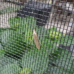 Limoniidae