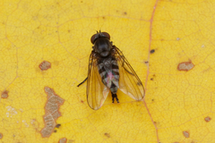Platypezidae