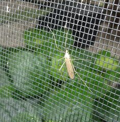 Limoniidae
