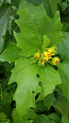 Smallanthus maculatus