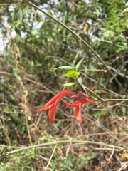 Dicliptera squarrosa