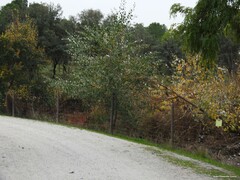 Populus × canescens