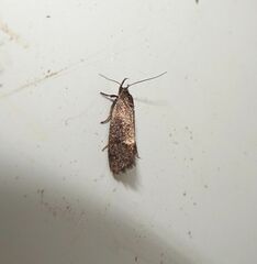 Leistomorpha brontoscopa