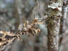 Tuckermanopsis chlorophylla