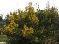 Ulmus laevis