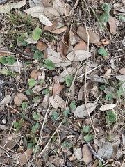Dichondra carolinensis