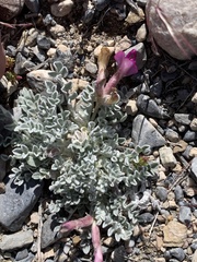 Astragalus utahensis